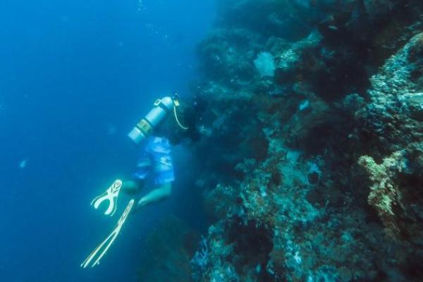 Pulau Menjangan ini terletak sekitar 10 km di lepas pantai barat laut Bali. Cara untuk mencapai Menjangan ini bisa menggunakan perahu yang dikelola oleh Taman Nasional Bali Barat.