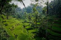 Ini Dia 7 Lokasi Pacaran Paling Asyik di Ubud