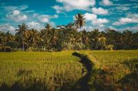 Investasi Perkebunan Menggiurkan di Bali? Cek Komoditas Ini